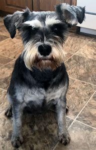 Schnoodles and Schnauzers