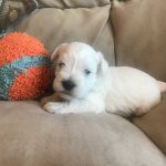 Schnoodles and Schnauzers