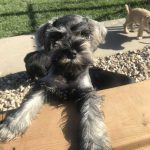 Schnoodles and Schnauzers