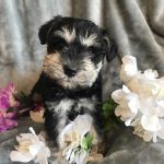 Schnoodles and Schnauzers