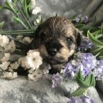 Schnoodles and Schnauzers