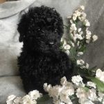 Schnoodles and Schnauzers
