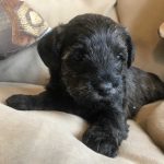 Schnoodles and Schnauzers