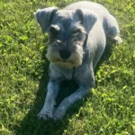 ALLIE - Alberta Schnauzer