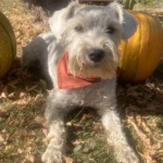 HARPER - Alberta Schnauzer
