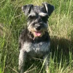 JADEN - Alberta Schnauzer