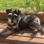 REN - Alberta Schnauzer