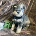 SCHNAUZER-PUPPY-02