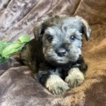 SCHNAUZER-PUPPY-08