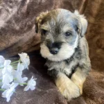 SCHNAUZER-PUPPY-09